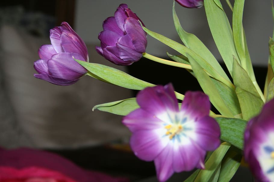 tulip, purple, stamp, flowers, close up, violet, breeding tulip, tulip flower, tulip bouquet, flowering plant