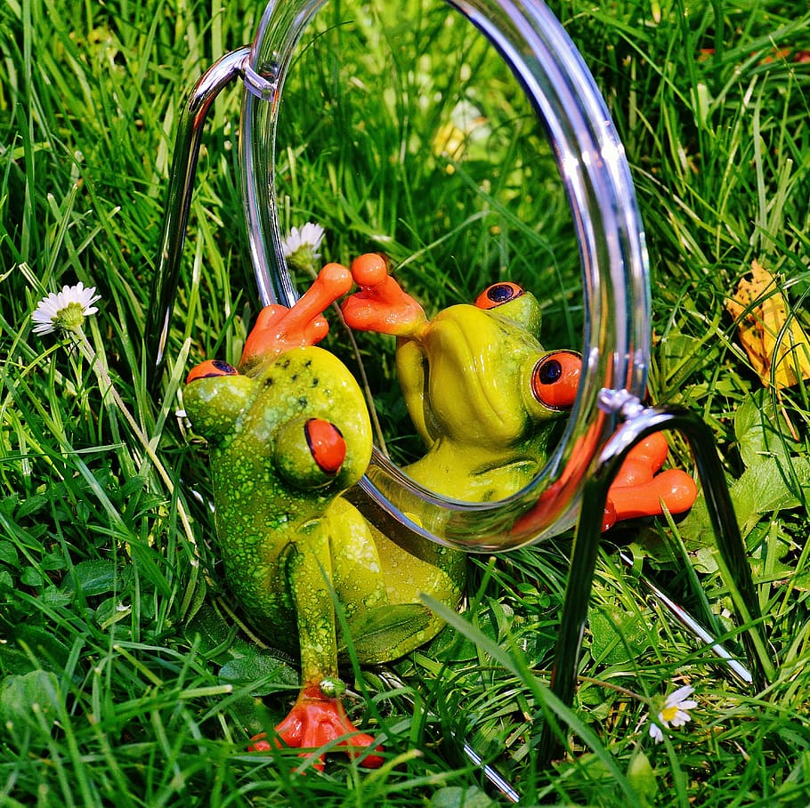 green, ceramic, frog, round, gray, framed, mirror, grass, daytime, mirror image