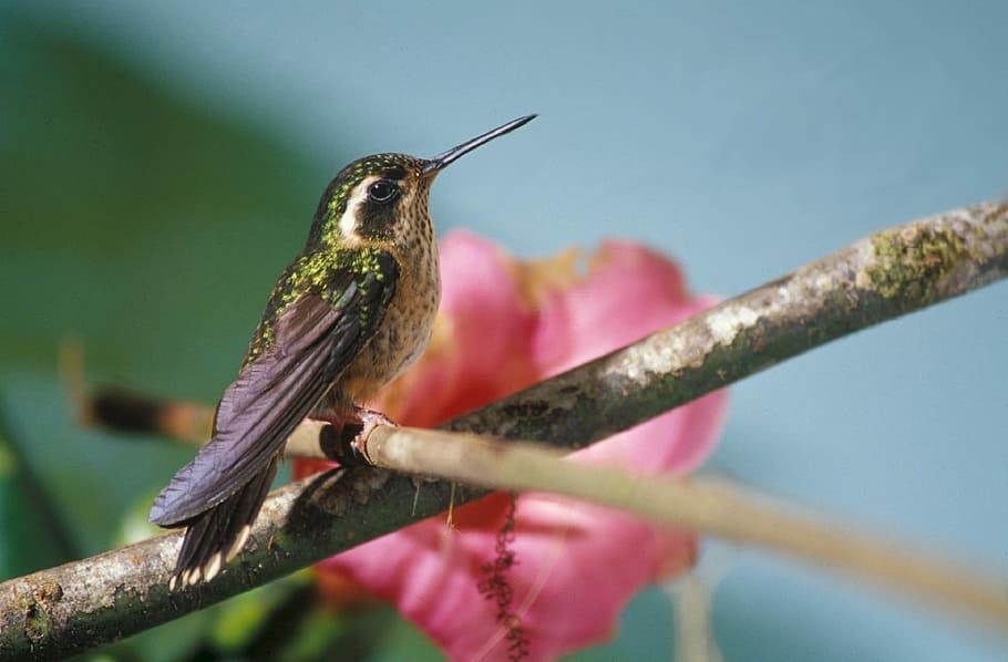 selectivo, fotografía de enfoque, colibrí, encaramado, árbol, negro y amarillo, colibrí moteado, pájaro, tropical, trochilidae
