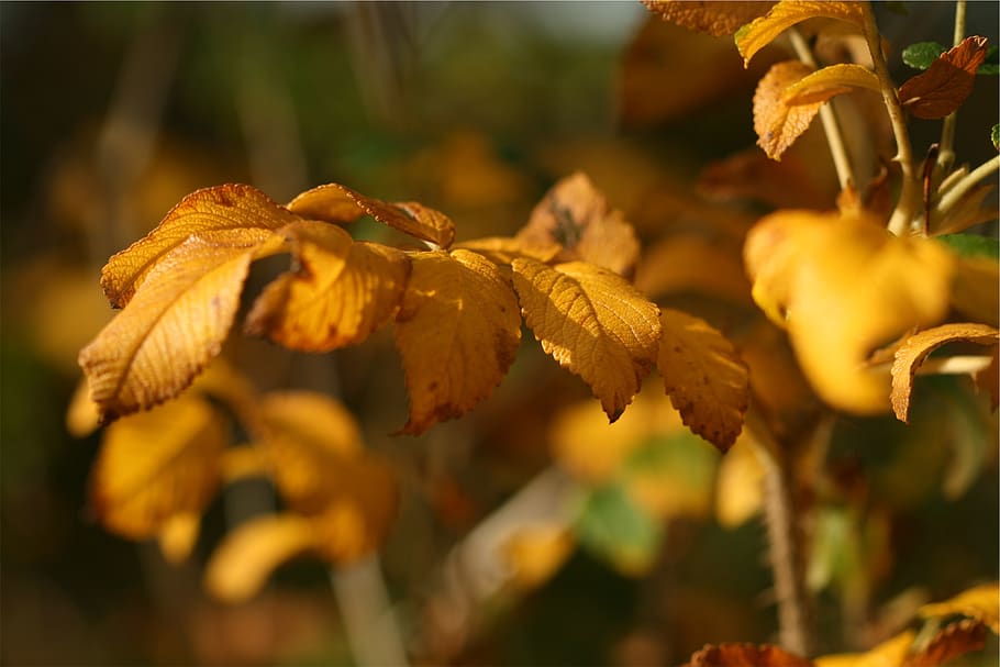 autumn, fall, leaves, plant, close-up, growth, beauty in nature, yellow, nature, focus on foreground