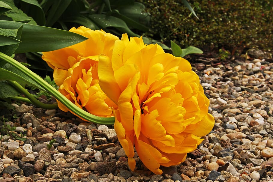 tumor amarillo, tulipán rosa, tulipán relleno, frühlingsanfang, frühlingsblüher, steinweg, jardín, primavera, flor de primavera, floración temprana