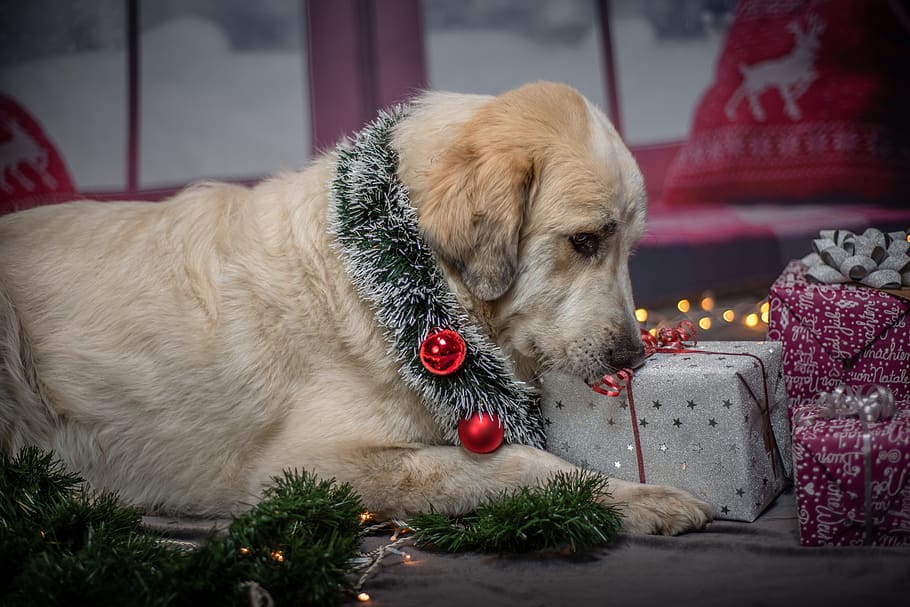 dog, christmas, gifts, pet, funny, santa hat, santa, sweet, domestic, mammal