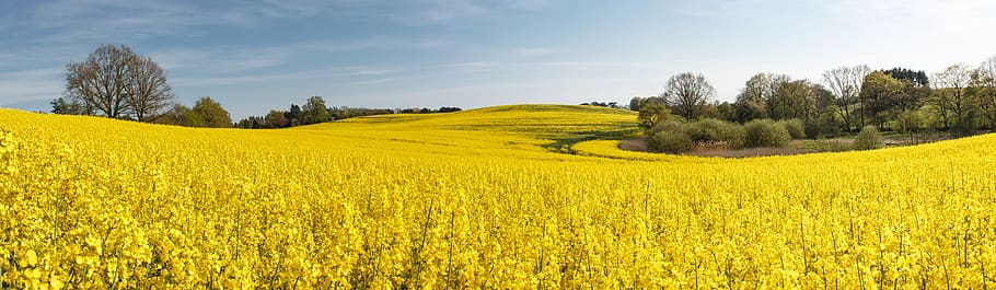 field of rapeseeds, blossom, bloom, stengel, panorama, yellow, plant, landscape, nature, field