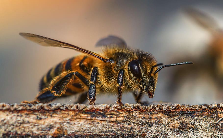 マクロ撮影, ミツバチ, ベージュ, 表面, 昆虫, 蜂, 蜂蜜, 自然, 受粉, 花粉