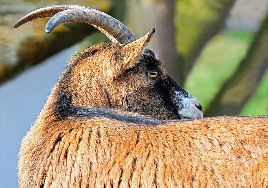 close, photography, brown, antilope deer, goat, bock, horned, livestock, creature, farm