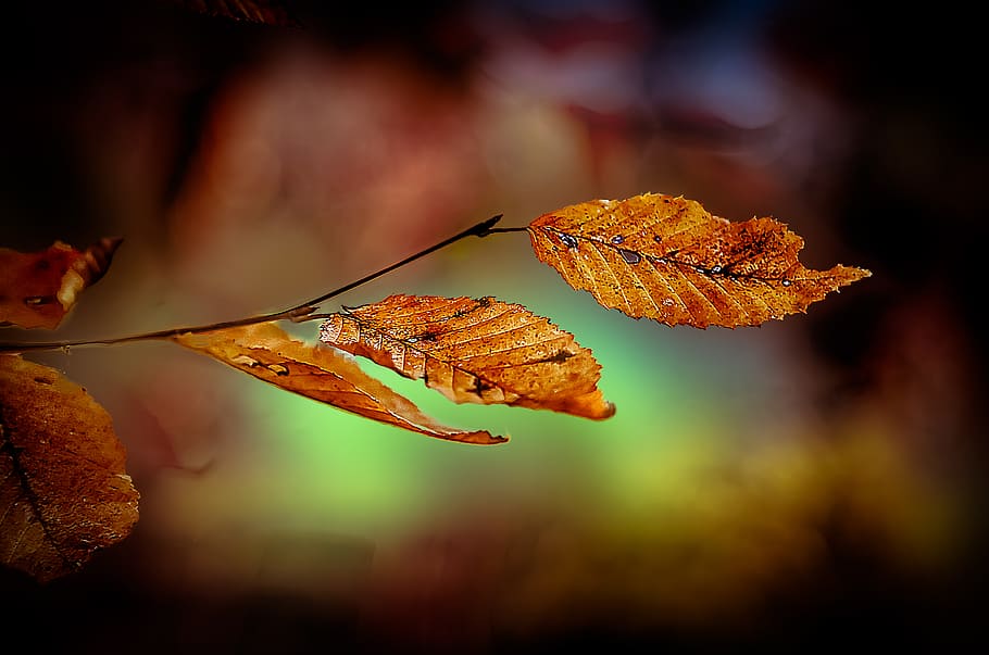 leaves, winter, close up, leaf, plant part, autumn, change, close-up, focus on foreground, orange color