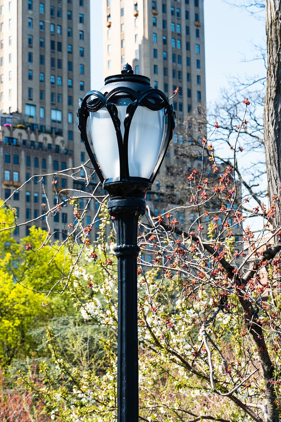 street lamp, new york city, central park, lamp, city, lantern, urban, street, street light, plant