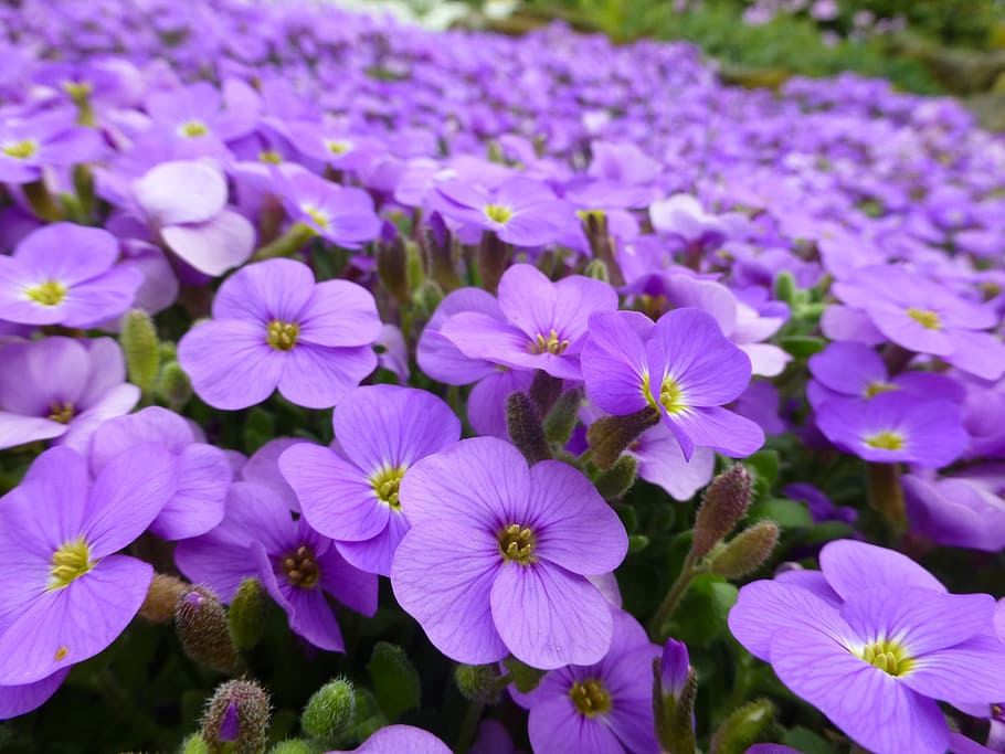 ungu, bunga, alpine, musim semi, bunga ungu, alam, tanaman, taman, berkembang, daun bunga