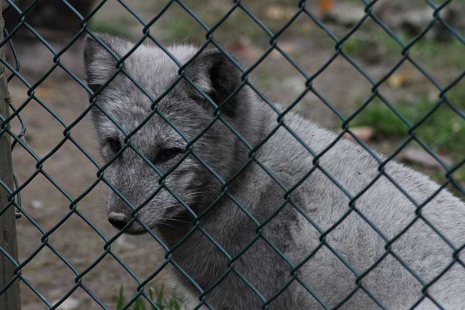 arctic fox, sweet, fur, cute, animal, fence, prison, furry, zoo, grid
