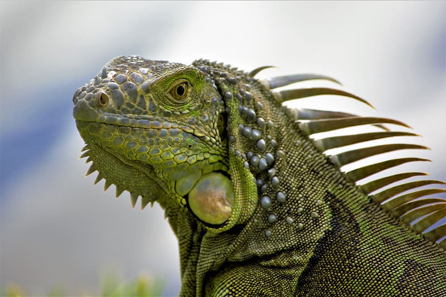 iguana, merapatkan, kepala, Profil, sisir, sepatu berduri, hijau, bergelombang, spesies invasif, naga