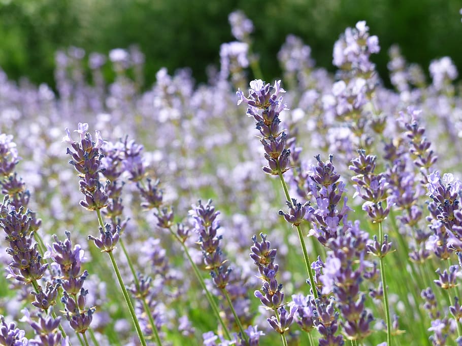 lavender, lavender field, lavender cultivation, true lavender, narrow leaf lavender, lavandula angustifolia, lavandula officinalis, lavandula vera, lamiaceae, ornamental plant