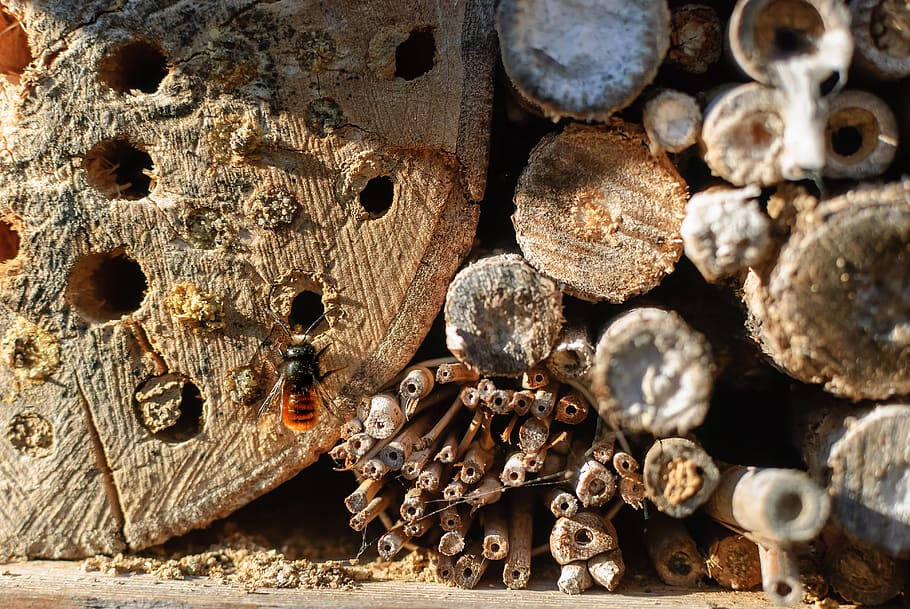 nature, wood, house, insect, bee, native, wild, animal, normandy, wood - material