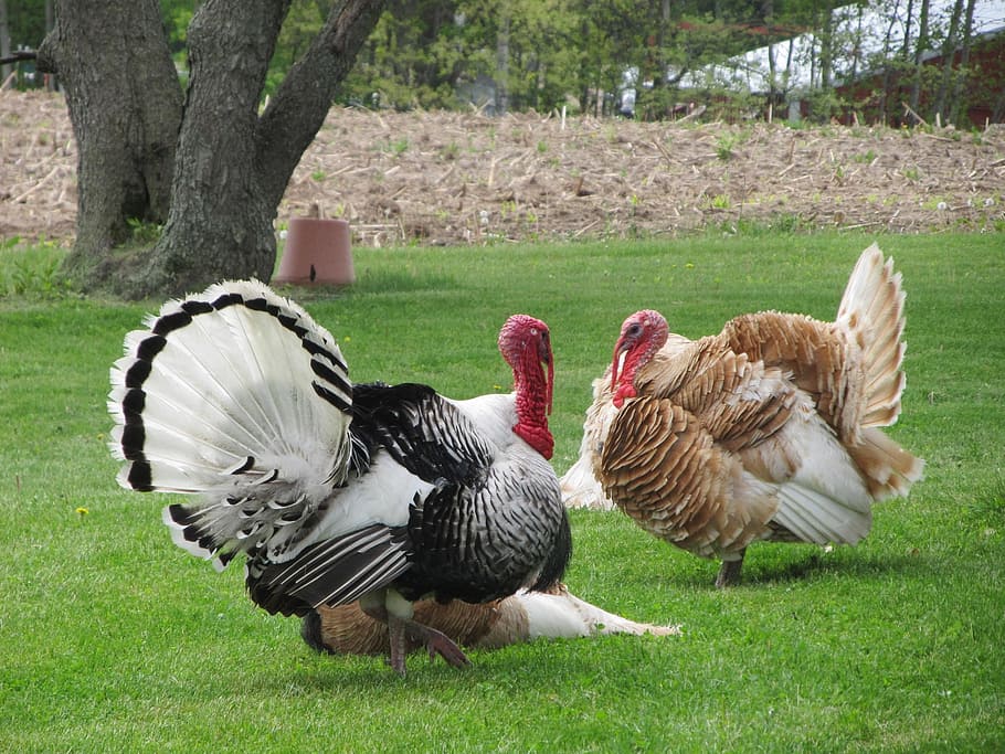 black, brown, turkeys, turkey, bird, poultry, fall, dinner, farm, season