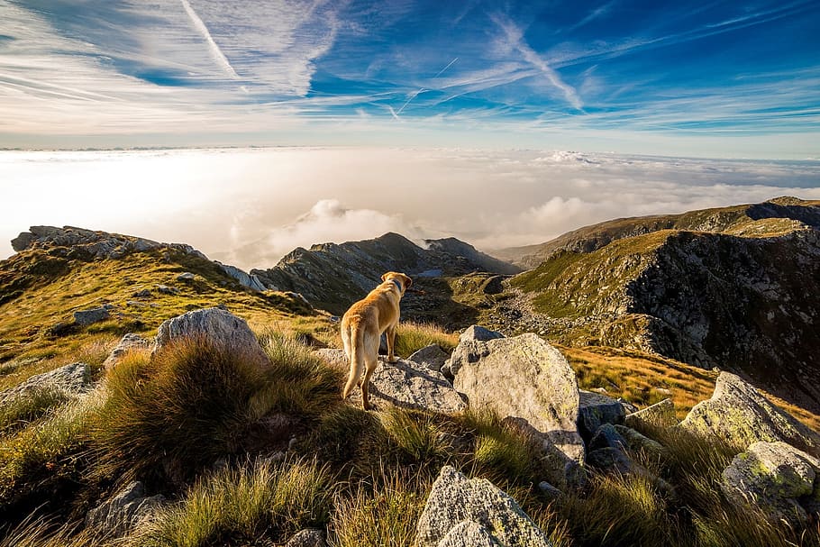 short-coated, tan, white, dog, standing, mountains, daytime, mountain, mombarone, clouds