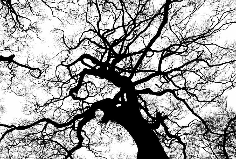 fotografi siluet, pohon, siluet, cabang, tinggi, kanopi, puncak, puncak pohon, hitam, putih
