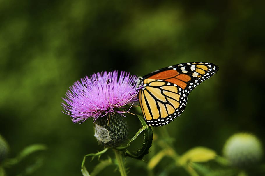 selectivo, foto de enfoque, mariposa monarca, percha, rosa, flor de racimo, durante el día, flor, violeta, pétalo