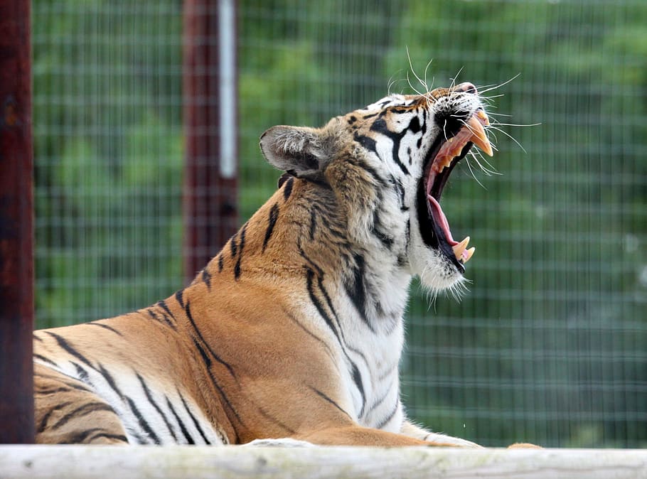 photography, tiger yowning, tiger, cat, yawn, yawning, animal, big, nature, wildlife
