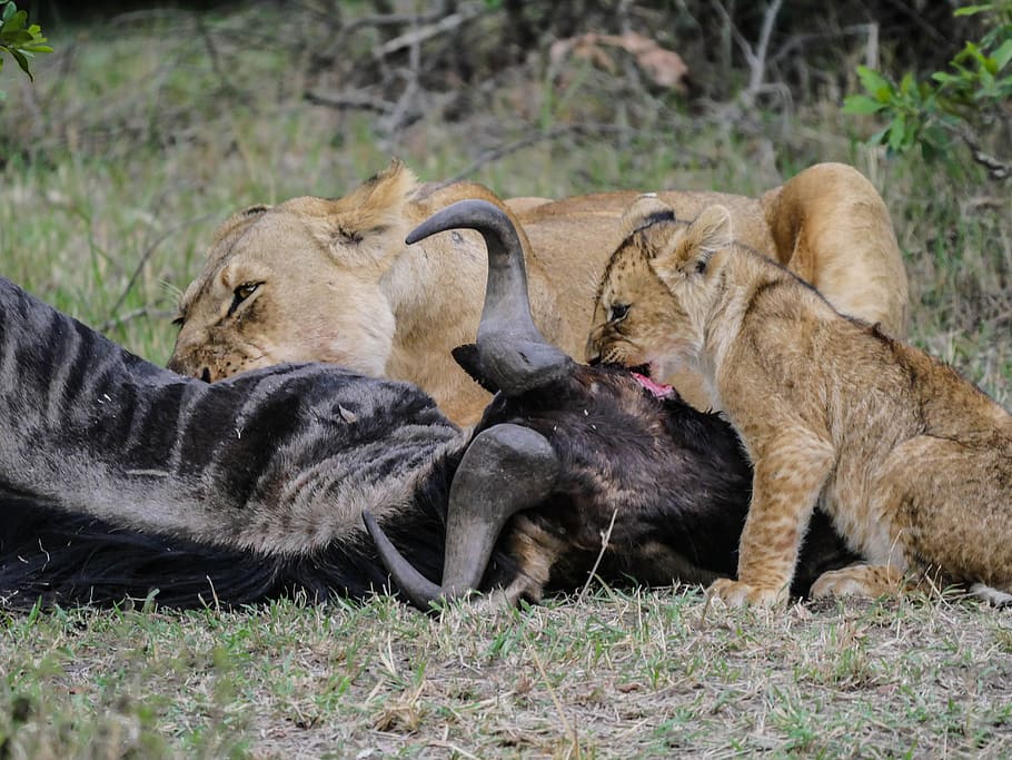 tigers eating buffalo, lion, prey, gnu, breakfast, young animal, lion cub, baby, young, predator