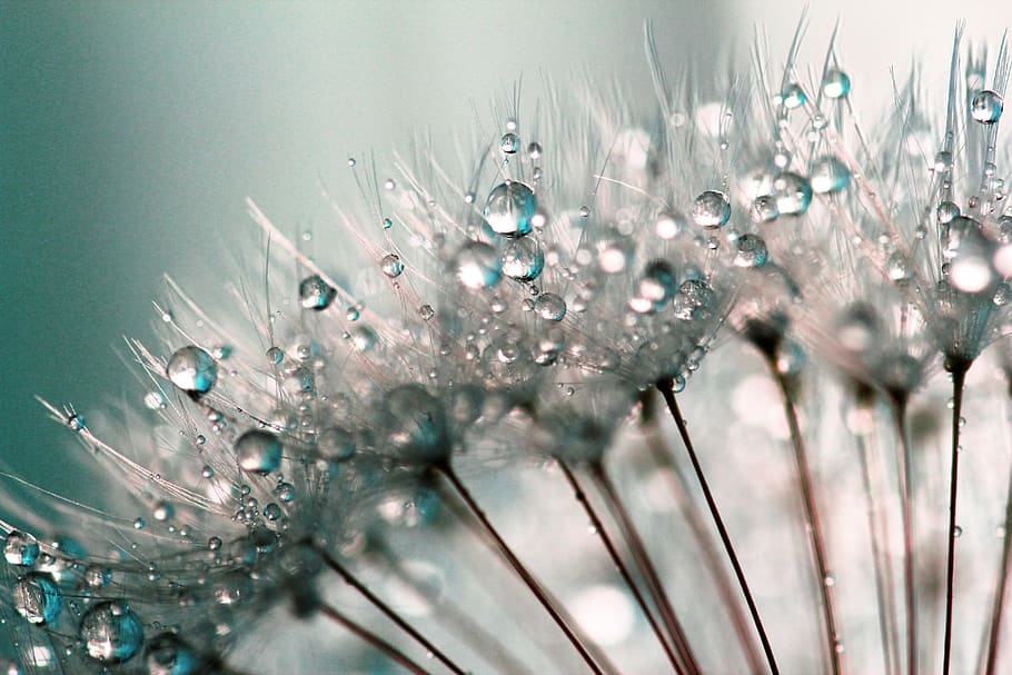 dandelion seeds, dandelion, dandelions, water drop, water droplet, water droplets, dewdrop, dewdrops, floral, flowers