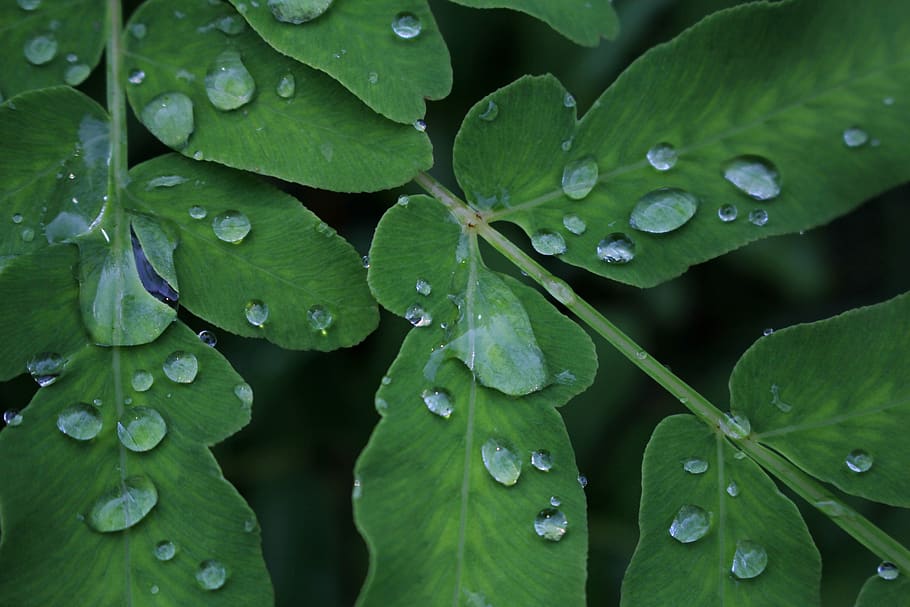 grass, water, shizuku, water-repellent, rain, natural, japan, drop, wet, leaf