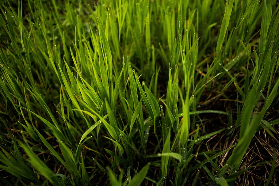 selektif, fotografi fokus, hijau, rumput, bidang, bilah, musim semi, halaman, halaman belakang, taman