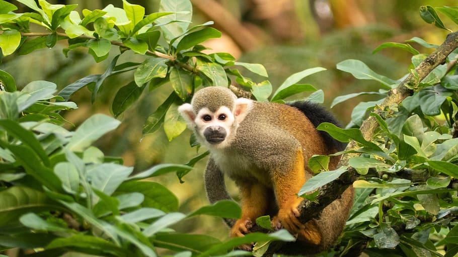 mono ardilla, mono, primate, criatura, curioso, escalada, mamífero, temas de animales, animal, un animal