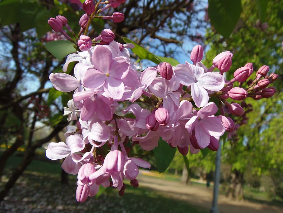 margaret island, spring, nature, spring flowers, pink, flower, flowering plant, pink color, plant, freshness