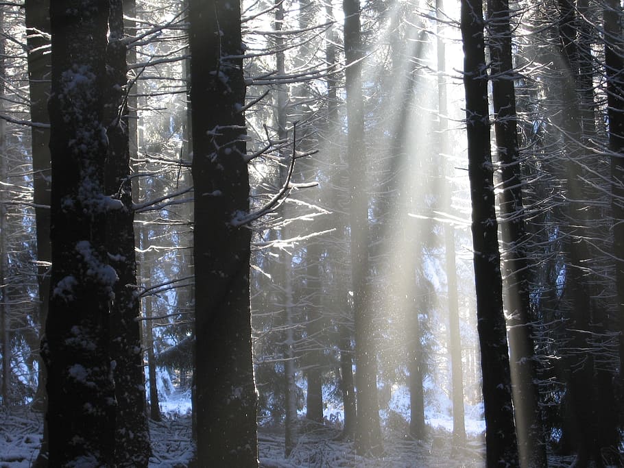 forest, crepuscular rays, winter, sunbeam, snow, wintry, nature, trees, sunlight, light