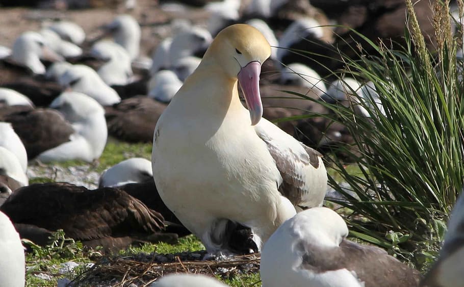 hatches, chick, tailed, short, albatross, birds, animals, fauna, bird, animal wildlife