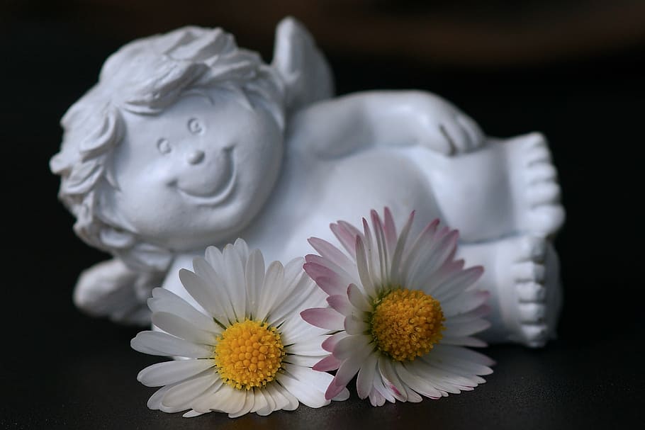 white common daisies, guardian angel, daisy, cheerful, white, blossom, bloom, angel, emotions, joy