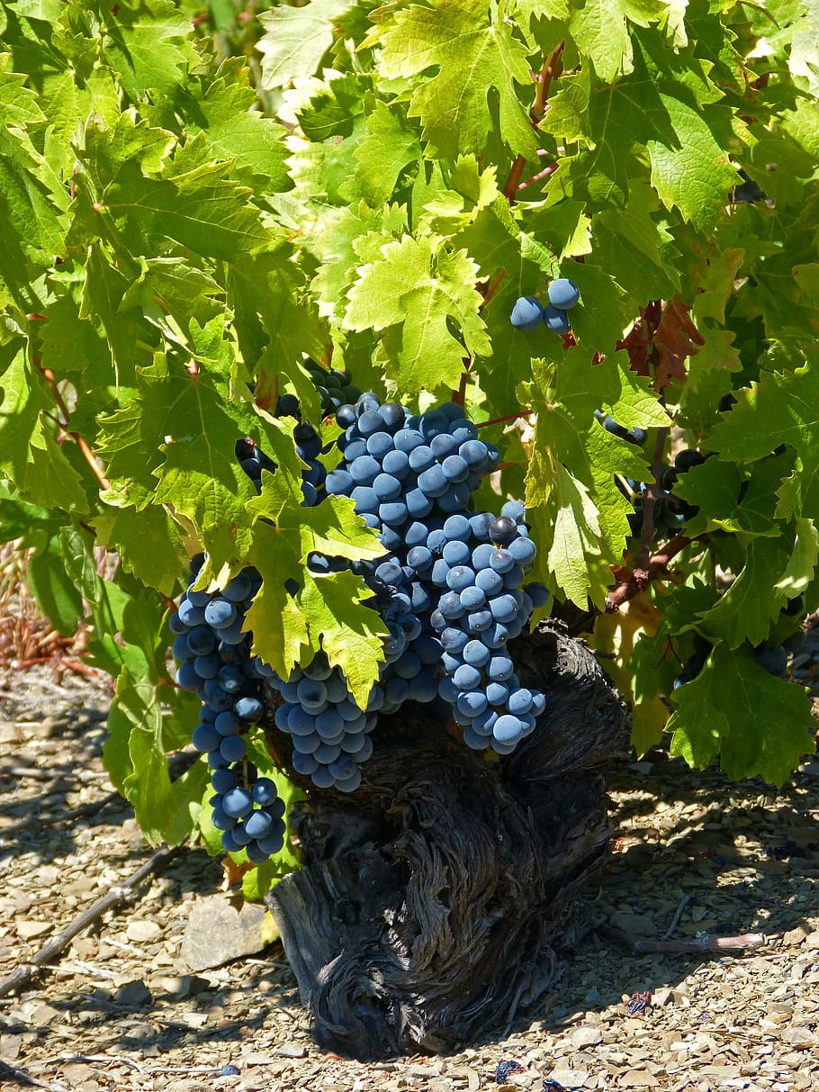 vine, old vineyard, priorat, slate, llicorella, vineyards, garnatxa, rock texture, grape, vineyard