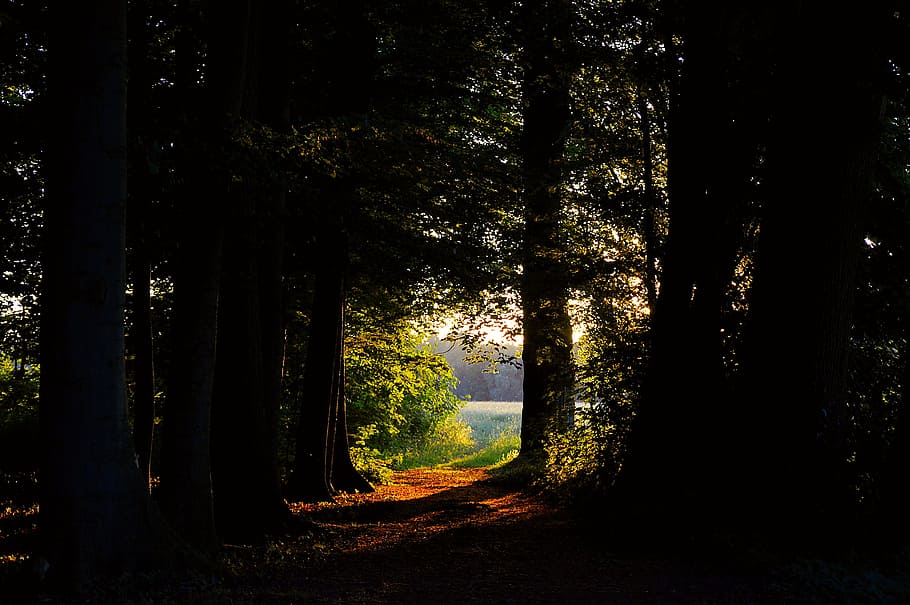 pathway, trees, forest glade, forest, green, nature, glade, landscape, flora, evening