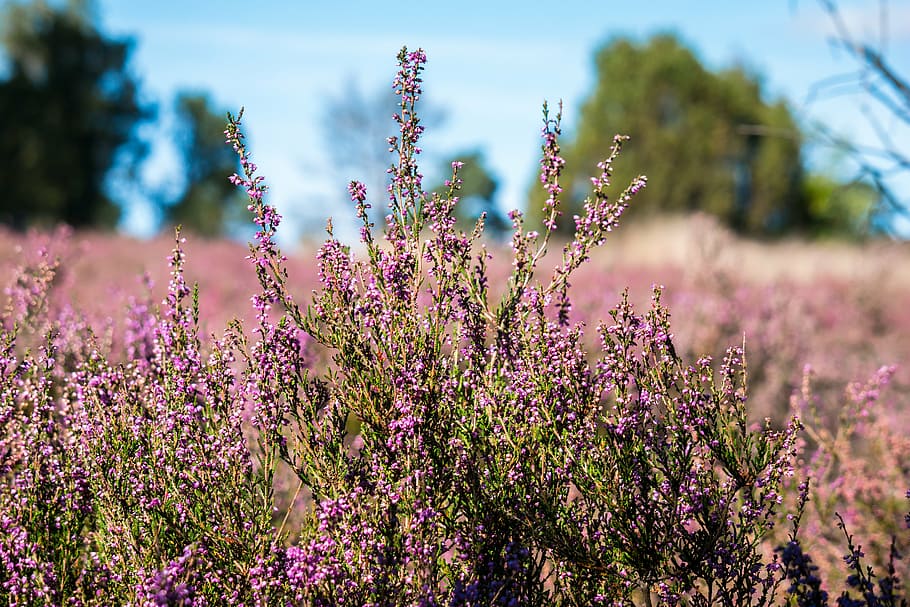 heide, erika, heather, heathland, erica, flowers, lüneburg heath, calluna, pink, purple