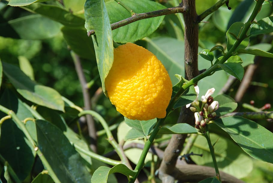lemon, lemon tree, lemon fruit, vienna, plant part, leaf, food, healthy eating, plant, citrus fruit