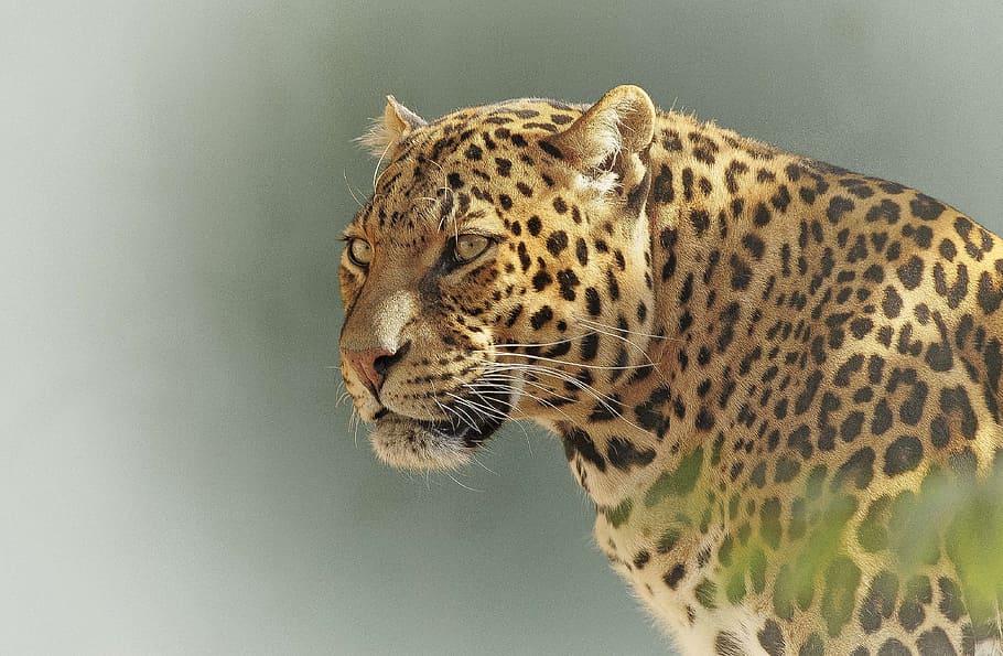 selectivo, enfoque de fotografía, leopardo, depredador, ojos, vida silvestre, carnívoro, parque, kruger, serengeti