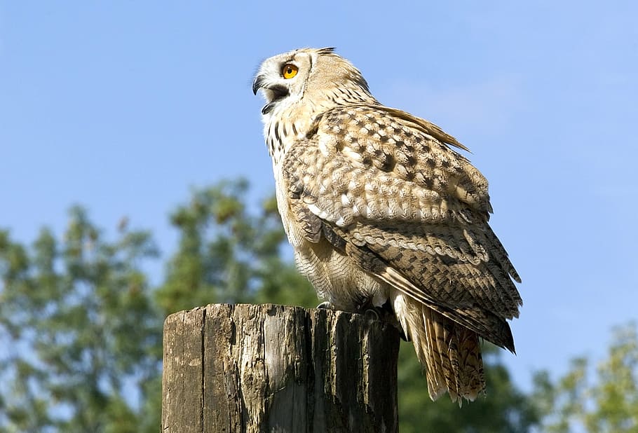 閉じる, 写真, 茶色, フクロウ, 鳥, 動物園, くちばし, 猛禽, 自然, 動物