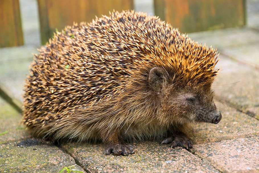 hedgehog, hibernation, nocturnal, garden, mecki, spur, mammals, autumn, wildlife photography, prickly