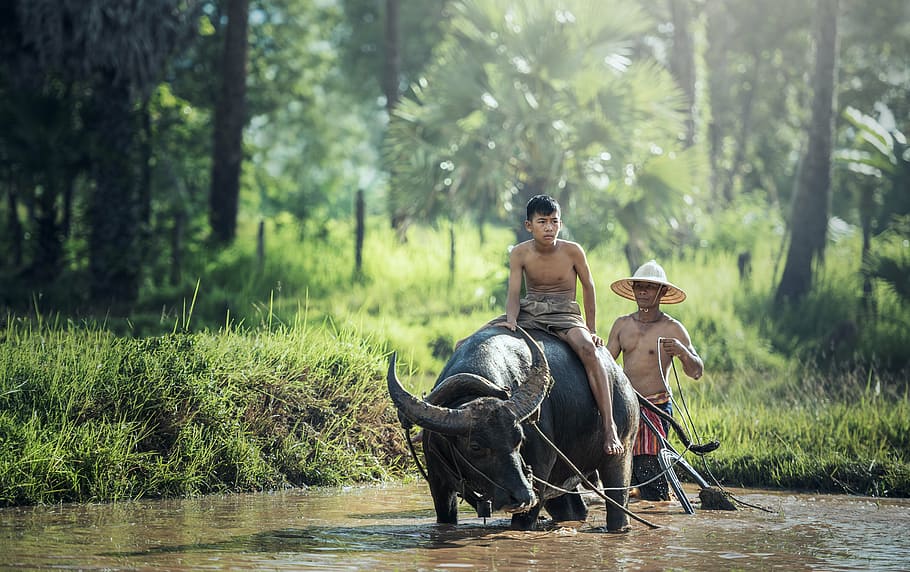 少年, 乗馬, 黒, 水牛, 体, 水写真, バッファロー, 農業, アジア, カンボジア