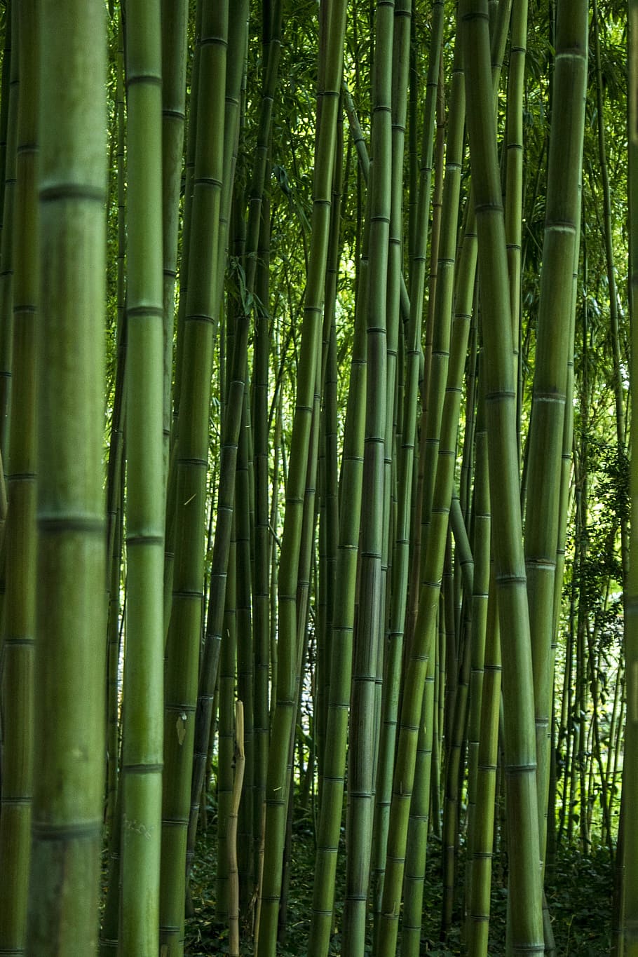 green, bamboo trees illustration, bamboo, leaf, nature, zen, garden, bamboo - plant, green color, bamboo grove
