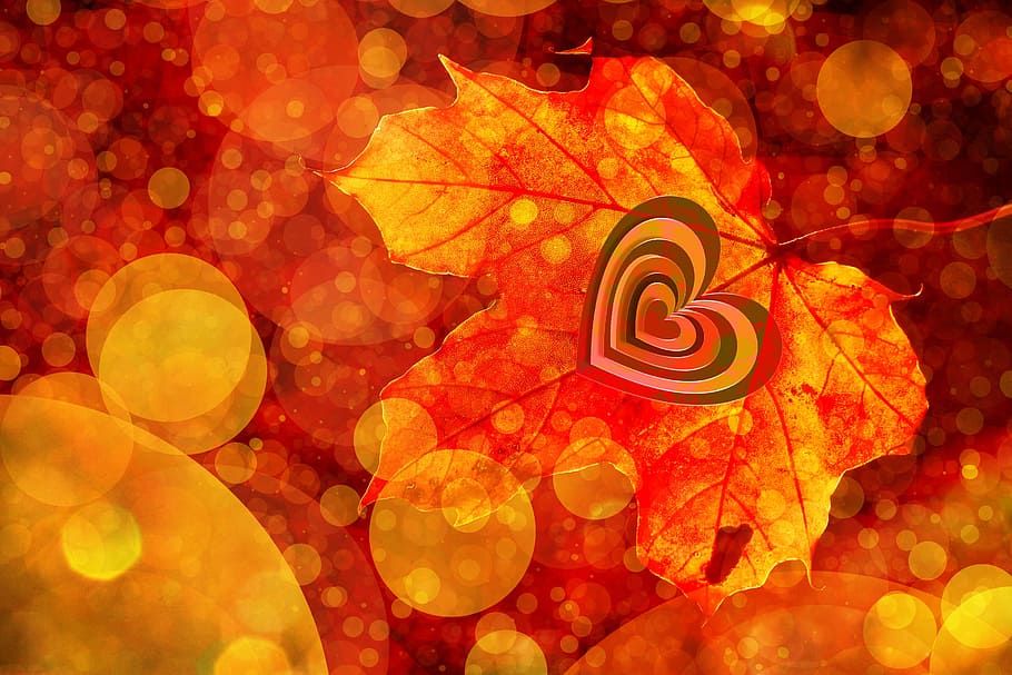 maple leaf, bokeh, leaf, heart, autumn, leaves, golden autumn, love, affection, mood