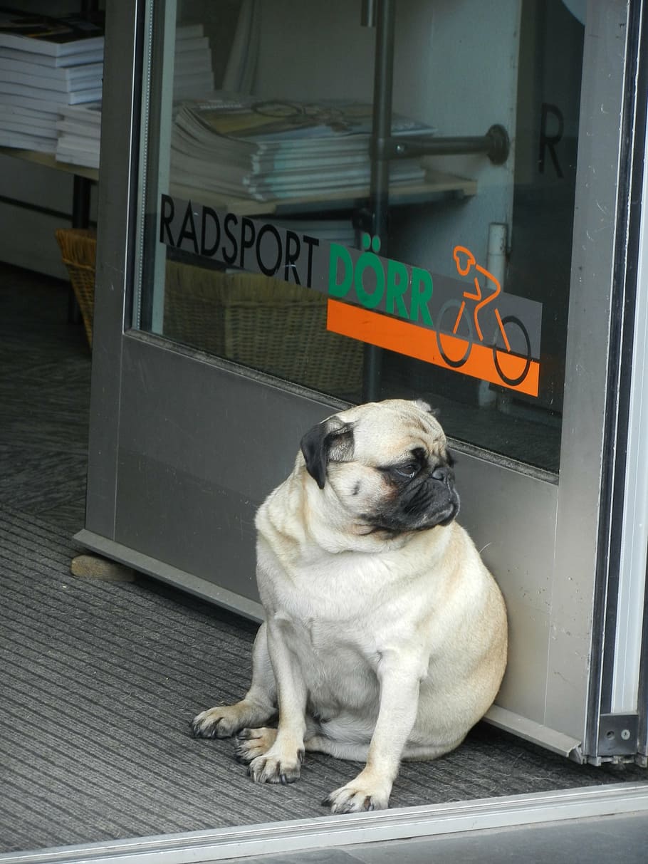 fawn pug, sitting, next, glass door, dog, pug, waiting, longing, obedient, fat