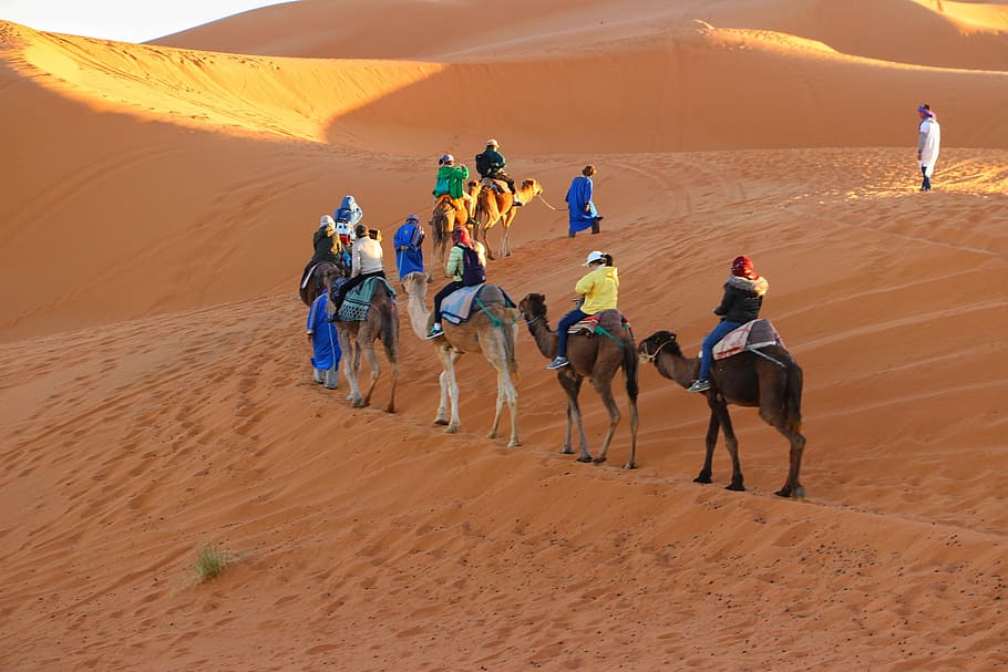 Caravana, paseo en camello, dunas de arena, viaje, arenas doradas, bereber, africano, sahara, aventura, desierto