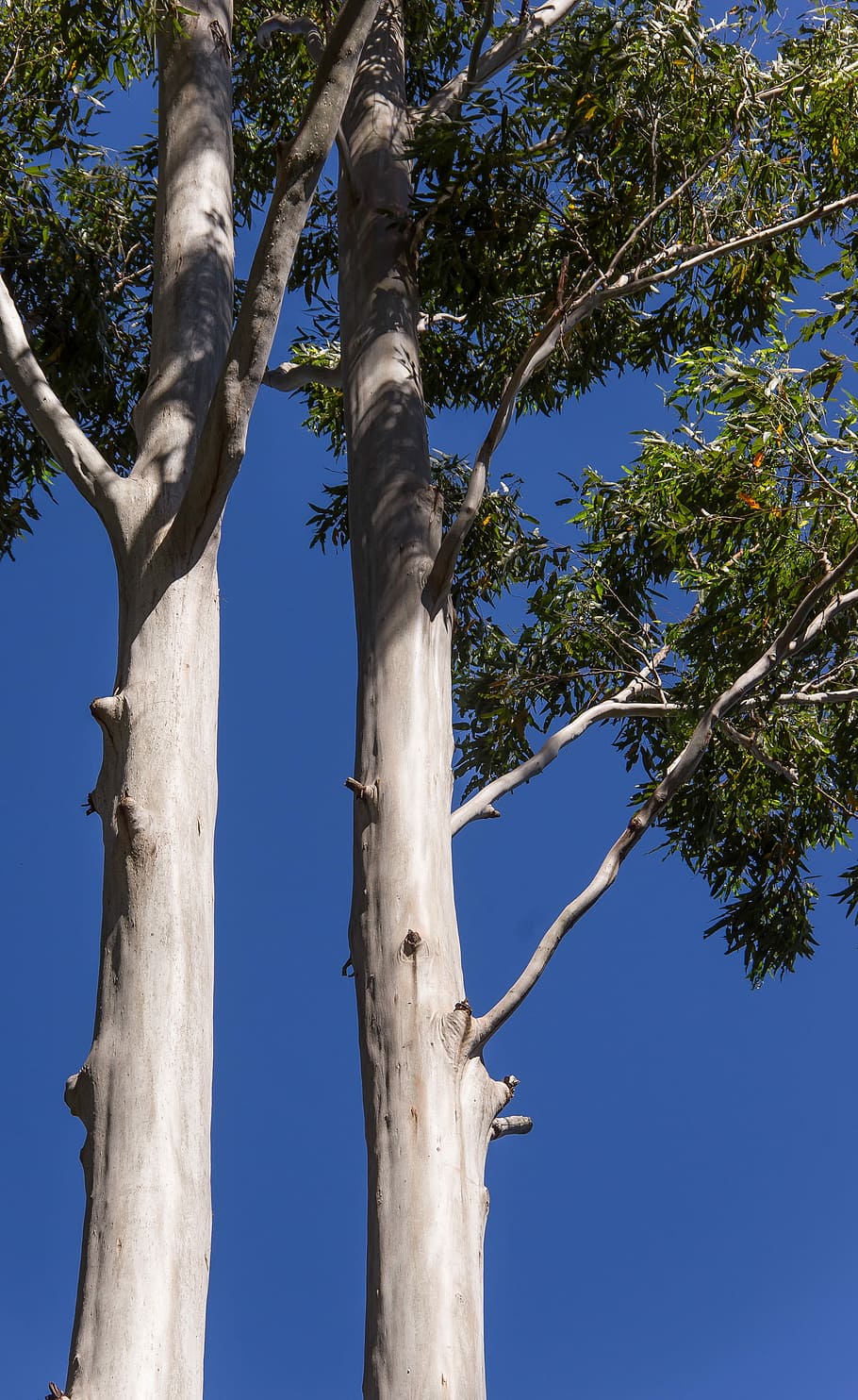 Trees, Rain Forest, Australia, forest, queensland, gum trees, eucalypts, green, silver, native