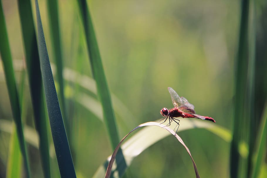 insect, green, leaves, grass, nature, small, dragonfly, invertebrate, animals in the wild, animal wildlife