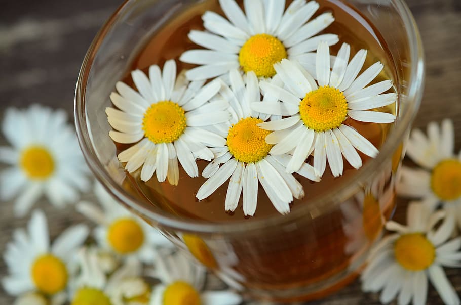 shallow, focus photography, white, flowers, drinking glass, chamomile, chamomile blossoms, medicinal herb, herbal medicine, medicinal herbs