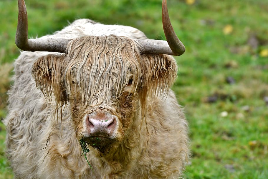 vaca, chifres, acesso remoto, mamífero, cabelos compridos, casaco, highlander escocês, natureza, paisagem, temas animais