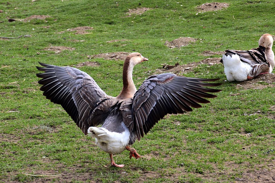 black, brown, goose, spreading, wings, standing, green, grass field, Geese, Hump