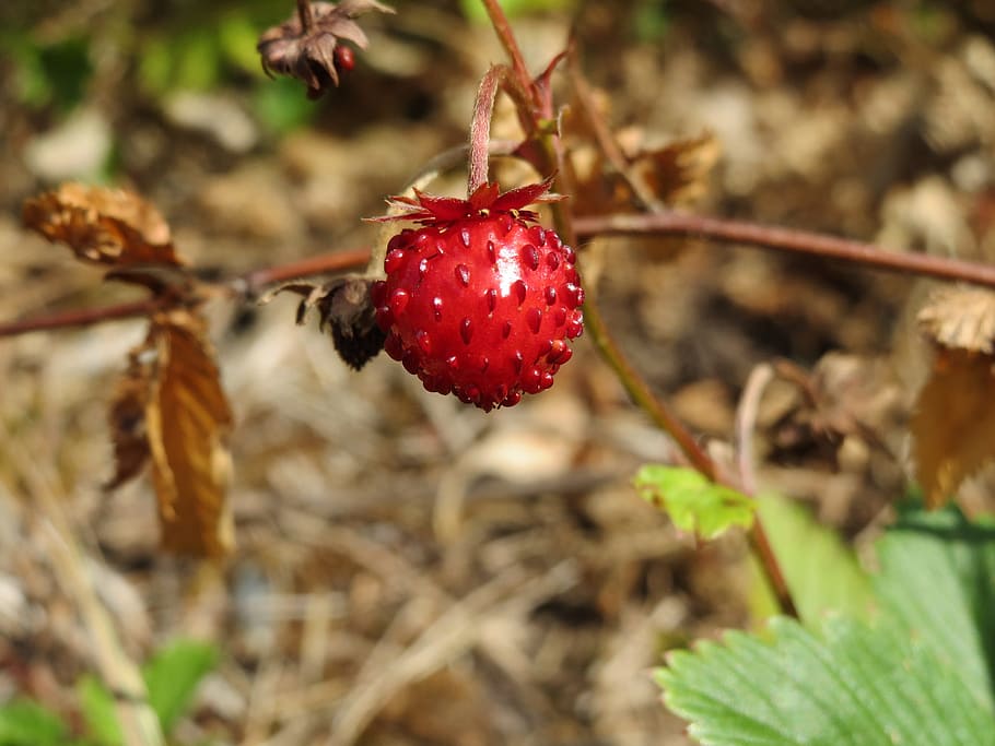 wild, strawberry, Fragaria Vesca, Wild Strawberry, woodland strawberry, alpine strawberry, european strawberry, berry, fruit, ripe