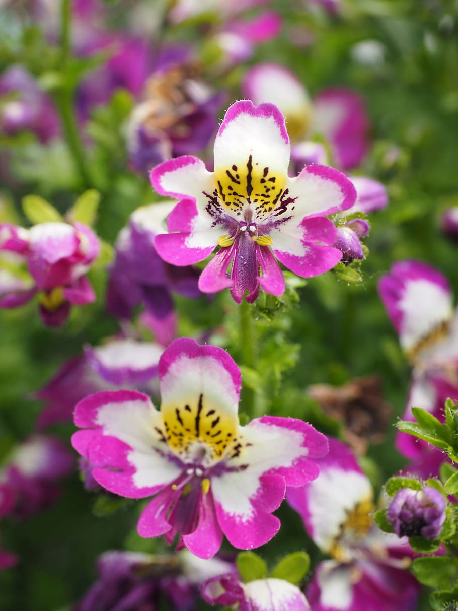 bauernorchidee, flowers, pink, white, yellow, black, ornamental flower, ornamental plant, hybrid-slot-flower, schizanthus wisetonensis