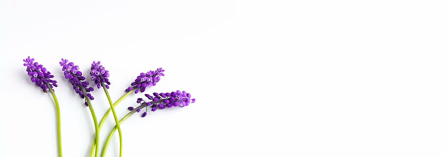 lavender, anggur-eceng gondok, fuchsia, bunga, bunga biru, eceng gondok, bunga musim semi, bunga runcing, musim semi, tutup